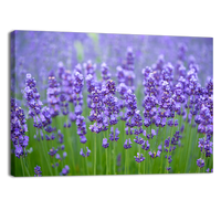Meadow of lavander