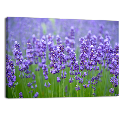 Meadow of lavander