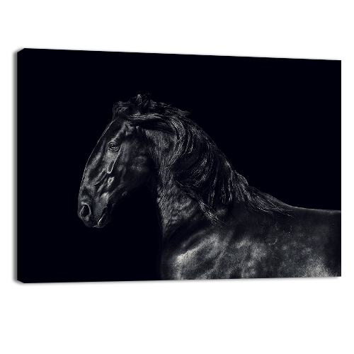 Black kladruber Horse