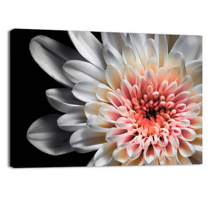 White dahlia