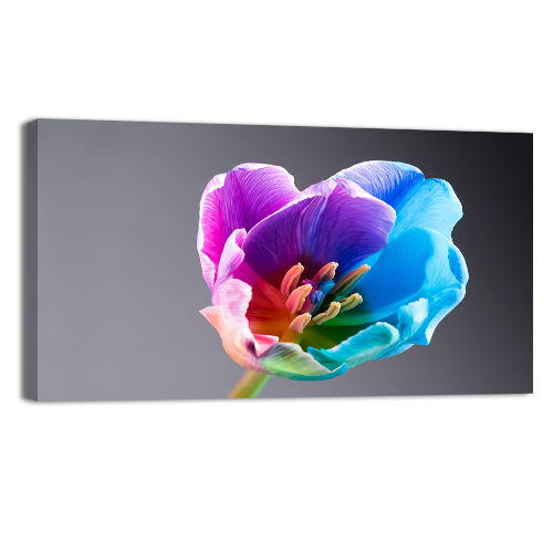 Multi coloured