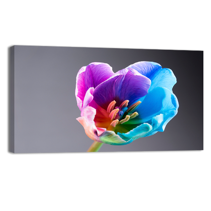 Multi coloured