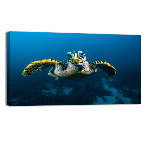 Sea Turtle in Raja Ampat