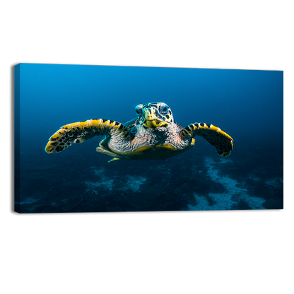 Sea Turtle in Raja Ampat