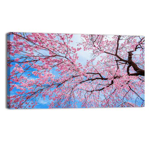 Sakura Season in Spring