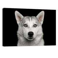 Husky in Black