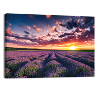 Blooming Lavander