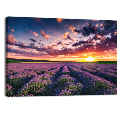 Blooming Lavander