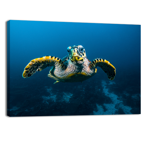 Sea Turtle in Raja Ampat