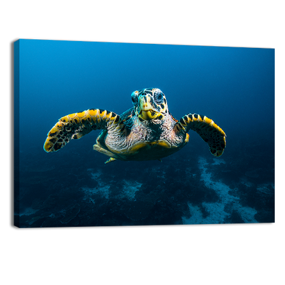 Sea Turtle in Raja Ampat