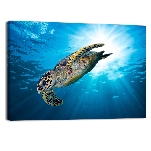 Sea Turtle Dive Down