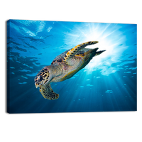 Sea Turtle Dive Down