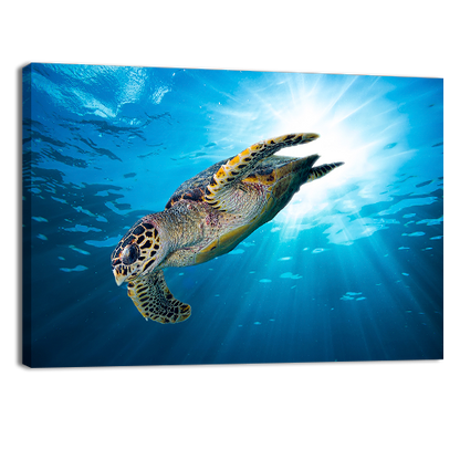 Sea Turtle Dive Down