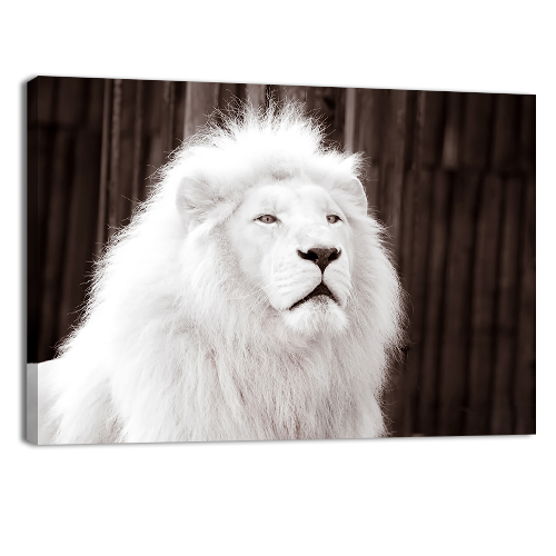 Albino Male Lion