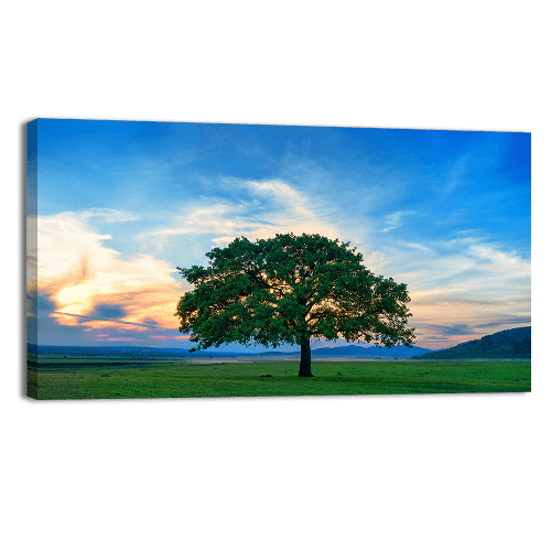 Beautiful and Old Oak