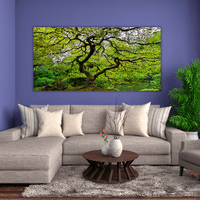 Old Japanese Maple