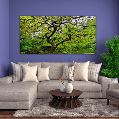 Old Japanese Maple