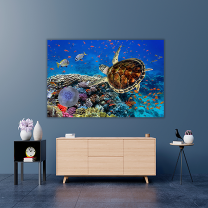 Coral Reff and Sea turtle