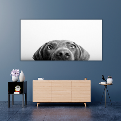 Curious Dog
