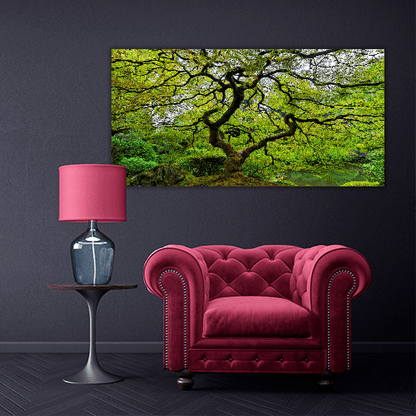 Old Japanese Maple