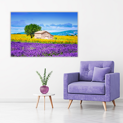 Sunflower Field Sky