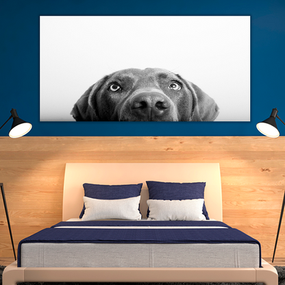 Curious Dog