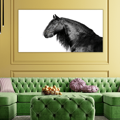Portrait of a Friesian Stallion
