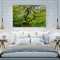 Old Japanese Maple