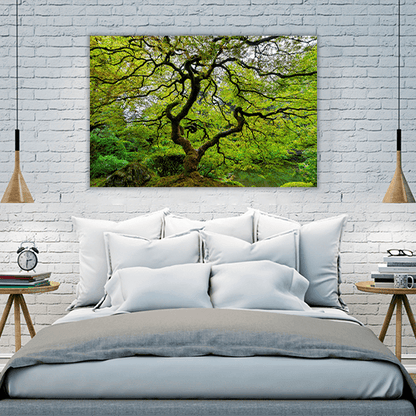 Old Japanese Maple