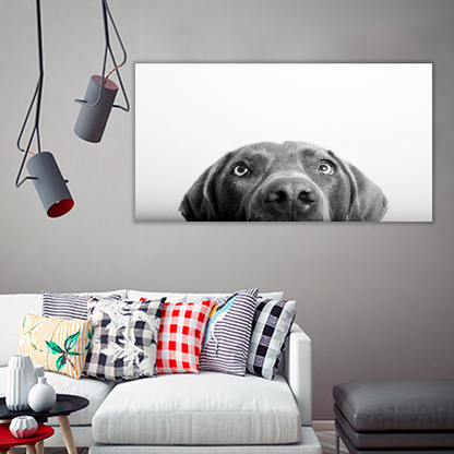 Curious Dog