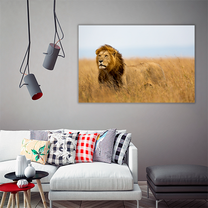 Mighty Lion Watching