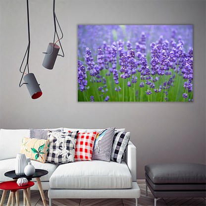 Meadow of lavander
