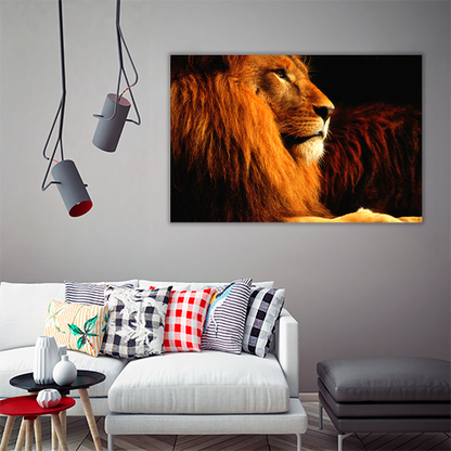 Lion in the dark