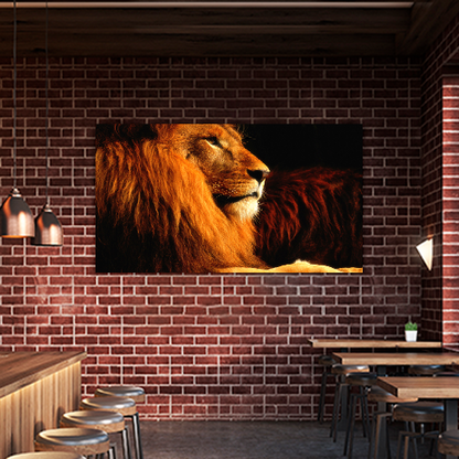 Lion in the dark