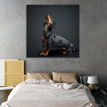 Dachshund Dog looks Up