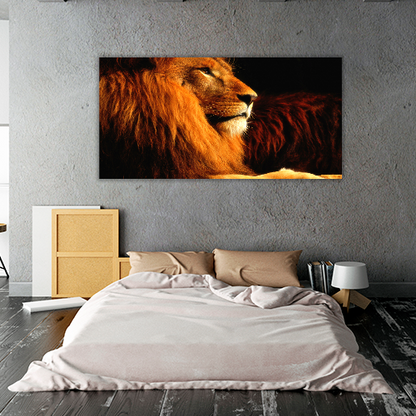Lion in the dark