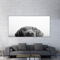 Curious Dog