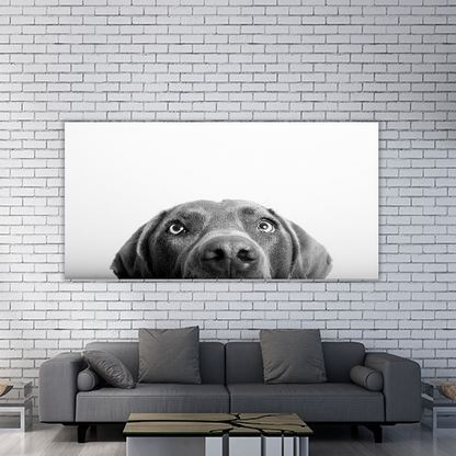 Curious Dog