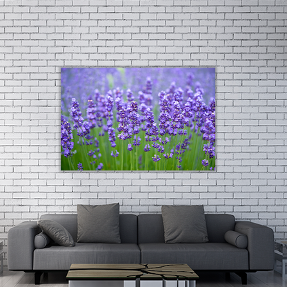 Meadow of lavander