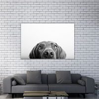 Curious Dog