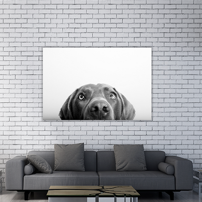 Curious Dog