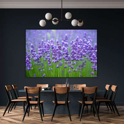 Meadow of lavander
