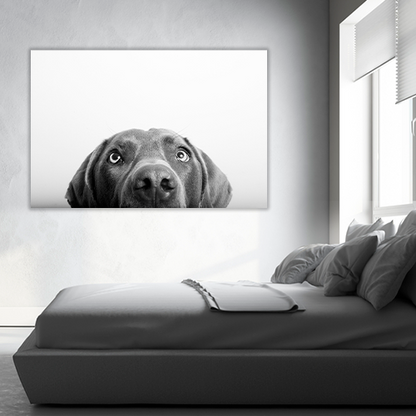 Curious Dog