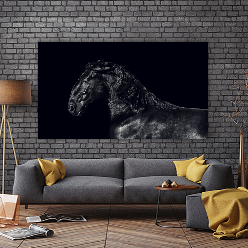 Black kladruber Horse
