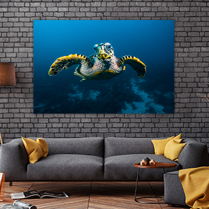 Sea Turtle in Raja Ampat