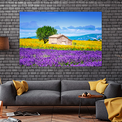 Sunflower Field Sky