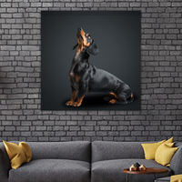 Dachshund Dog looks Up