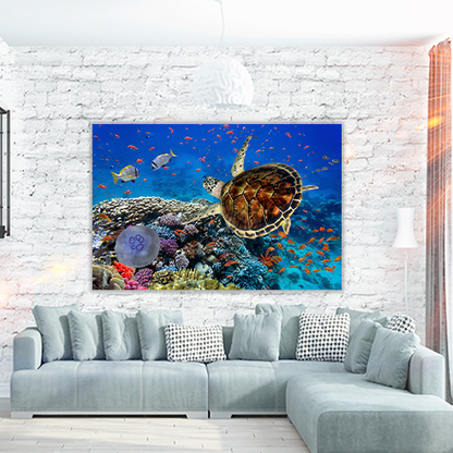 Coral Reff and Sea turtle