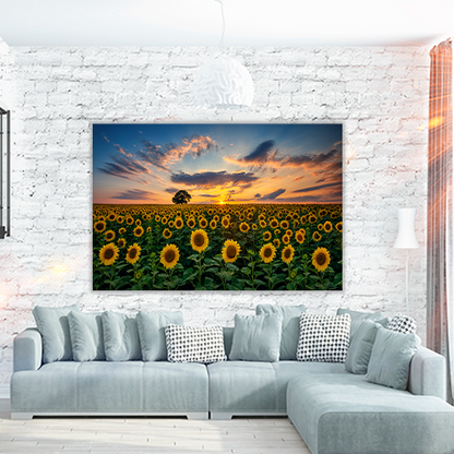Field of Blooming Sunflowers