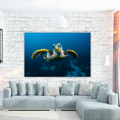 Sea Turtle in Raja Ampat